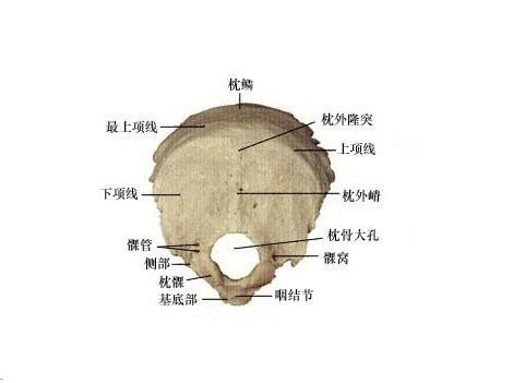 枕骨面相|面相：如何辨别枕骨与反骨